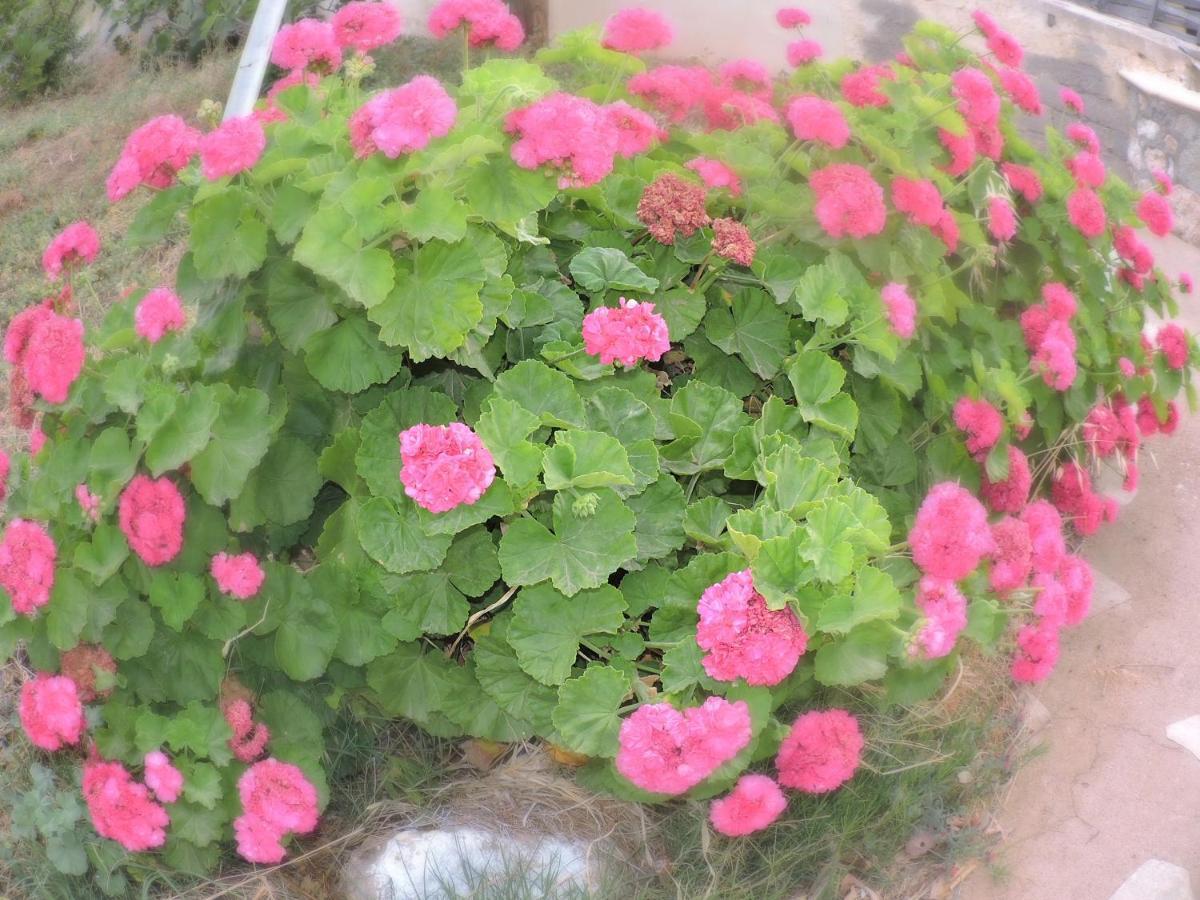 Maria *